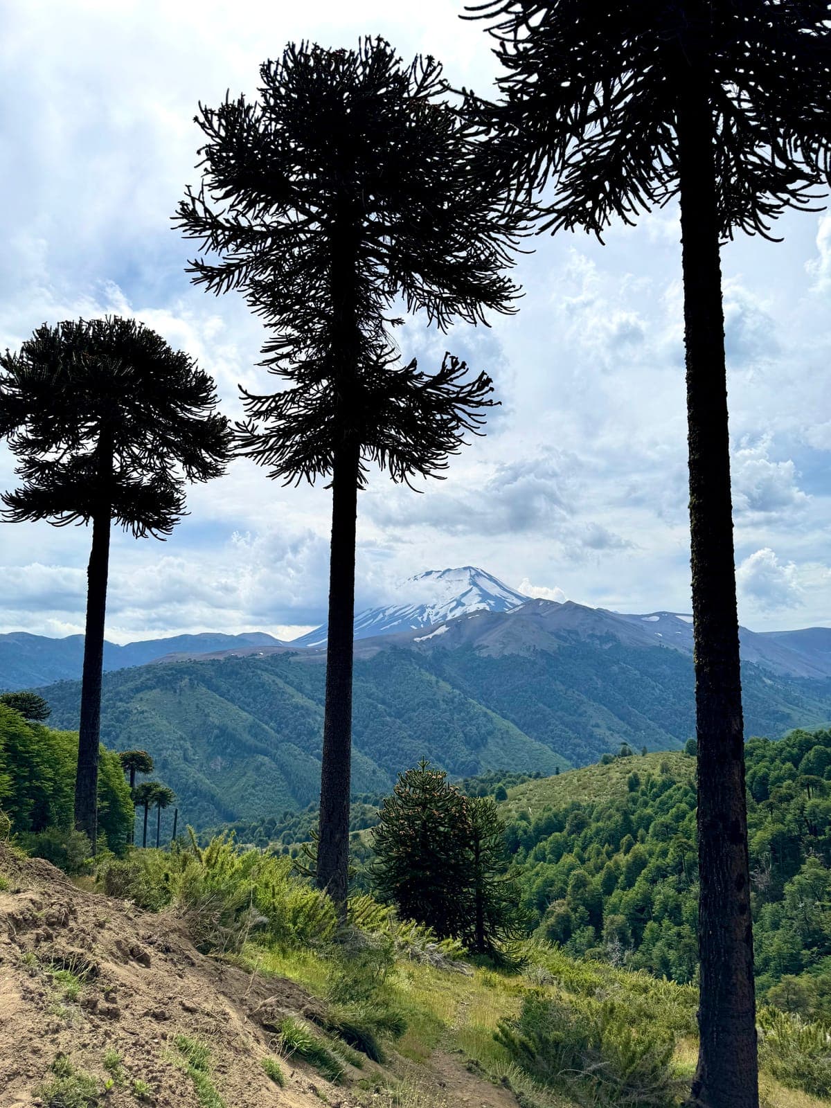 Paisaje de montaña en la Araucanía Andina