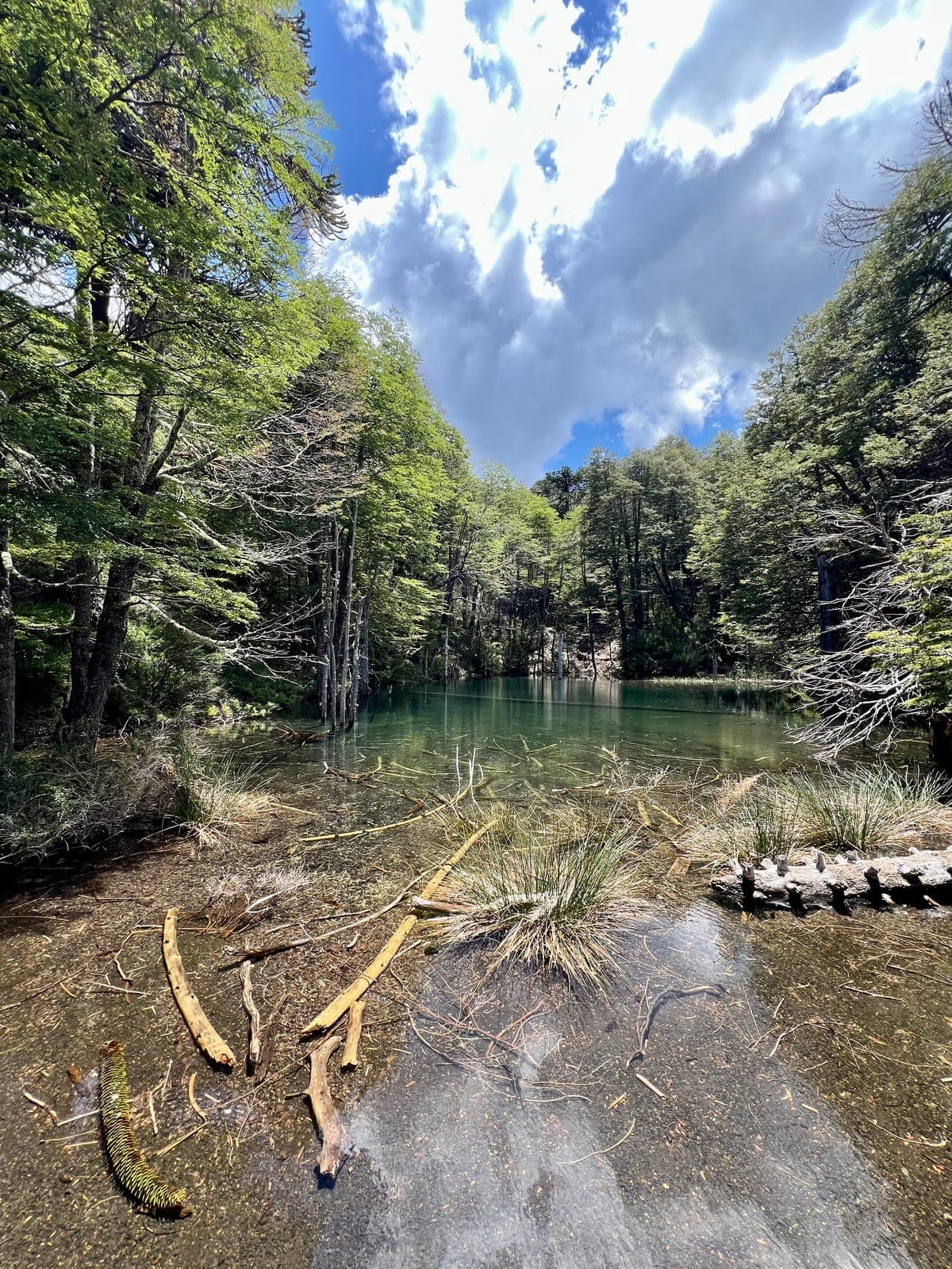 Araucarias y cordillera cerca de la Reserva Nacional Malalcahuello